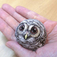 ����Ϊ�������ȵ�С������no~��ֻ����̬�����ʯͷ