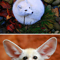 һ�鱱��������Ƭ���о����ټ���~