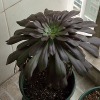 �������ӵ�����+�����ж��⡿