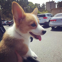 �ߵ���˯���ģ���ֻ������Ҳ̫�ɰ�����