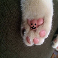 ÿһֻ�����˵�צ�ӱ�����һֻ�ɰ���С��