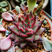 �������ģ��Ҿ�Ҫ��������+�����ж��⡿