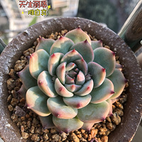 ��������һö������Ӳ��ã�ϣ�����ִ���+�����ж��⡿