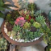 �����ε�̫���� ������ɹ��ɹ�𡾼��ж��⡿