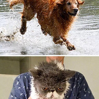 ʮ����Ƭ�����㣬����è�����Ͳ���һ����Ԫ�ģ�