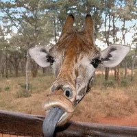 һ�������Ķ����Ц��Ӱ������