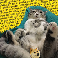 �������� ���Ǽ�è�䶼�ǳ�ʲôè��