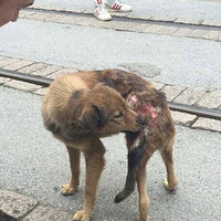 �����಼³ķ���й���Ϸ����һֻ���˹�����������