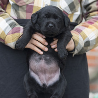 �������µĺ�����