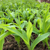 ���۵İ������Ѿ���ʼ���������ˣ������Ҿ�