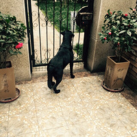 С�����Կ�ϵ�ѱ�ҵ��