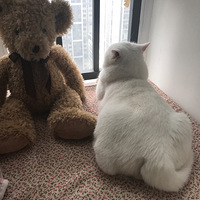 ����ɫ�ӷ�è������