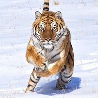 ��˵����һֻ���ܵĴ�è����������