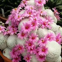 �����ɳ���ֶ���Ļ��ѿ�������̳����ˣ�