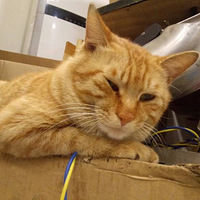 �ҿ���èè�����з�������ȥduo����Ū��