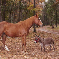 ��ѱ�ɰ�������è���ĳ������¿��