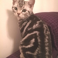 һֻ�������Ҹ����������è��