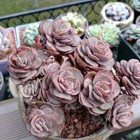 �����ж��⡿¶����������������������¶���ĳɹ�