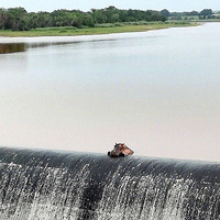 �ϷǶ���԰��һֻ����¶���Դ�ſ��ˮǽ����Ϣ