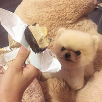 ��һֻ���׵Ĳ����������������飿