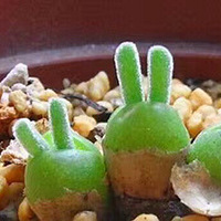 ���������ӣ����������Ӷ��Ⱑ~~