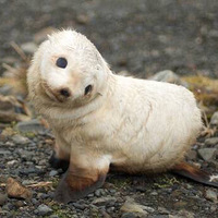 �����ϼ�����ë�������ҿɰ���