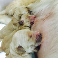 ����68�졣��߸��ľ߸����߸���ڽ���