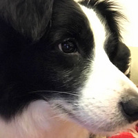 �����衱����˯���ı���