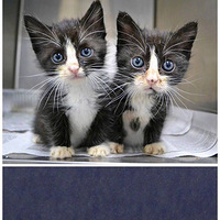 ����˫��̥����Ĳ��Ǹ���ճ����