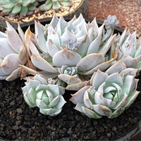 ��Ҳ�е�����