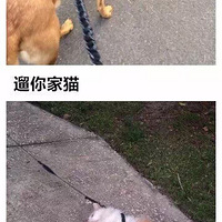 ��ֻ������ֻè�����𡭡�