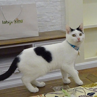 Ϊ����������è�Ƿ�������