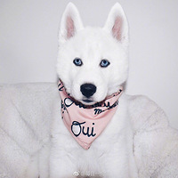 ��Ȼ��һֻ�����õ��ˣ���ֱ�Ƕ������һ������