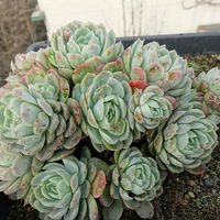 ¶�����ֳ�������ô�ƣ���֪�۵Ļ�����������