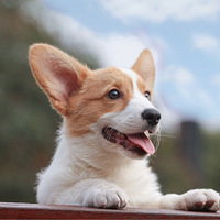 �Ҽҵ�С���Ⱦ�