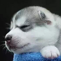 С�����ǿɰ���˯�ˣ����ȳ�Ѫ�ˣ�