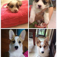 �����ı����⣬���ڵĶ���