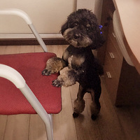 һ����ģ��칫��������һֻ����֮��