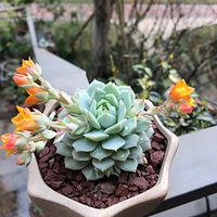 �������ˣ�����һ��������⣬�ó���ɹɹ