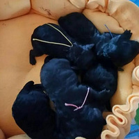 С�����۸���̩����������԰��̩��