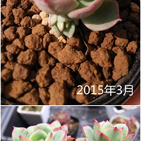 ������ɹ������