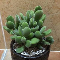 ��ͯ�ӵ������������ں�Ȼ������Ҷ��֮������ǿ�Ļ��˹���