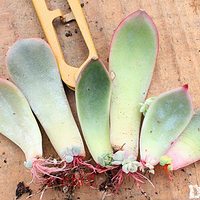 �ҳ�ǿ��Ķ���ֲ��Ǥ����ϸ˵����ָ���̳�