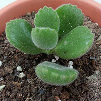 ��ͯ�ӳɳ���+�ҵĵ�һ��õ��