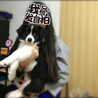 ����һֻ�����в���