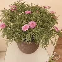 �ô���ס������