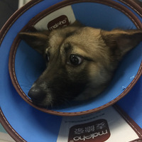 �л���԰Ȯ������������