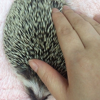 ����������ڳ����ˡ�����shi