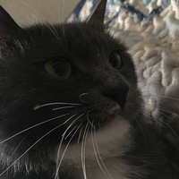 ����ż�һֻ�����ճ�~~