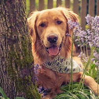 ����Ǵ�˵�еĽ������߶��ɣ�